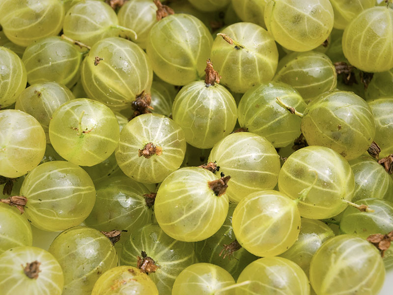 Amla, proprietà e benefici dell'uva spina indiana - inNaturale
